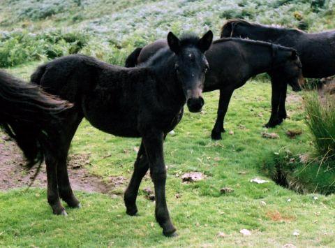 Dartmoor ponies