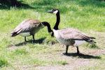 Canada Geese