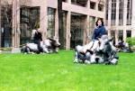 Bronze cows